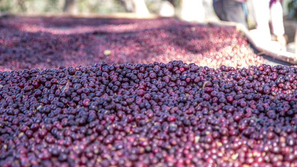 Nicaragua La Bastilla: The Sweetness of Natural-Process Coffee
