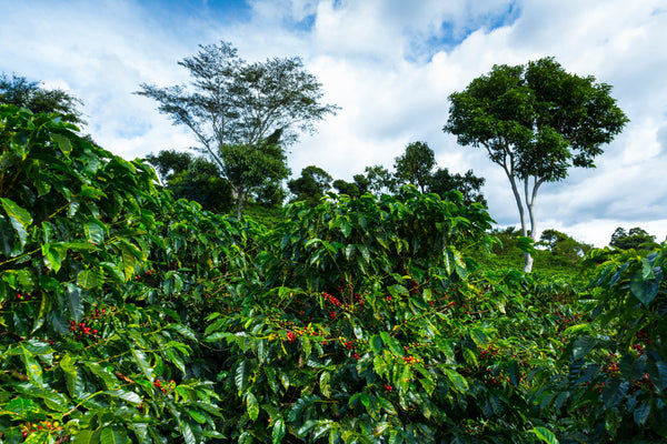 Costa Rica Pérez Zeledón: Our Newest Single Origin