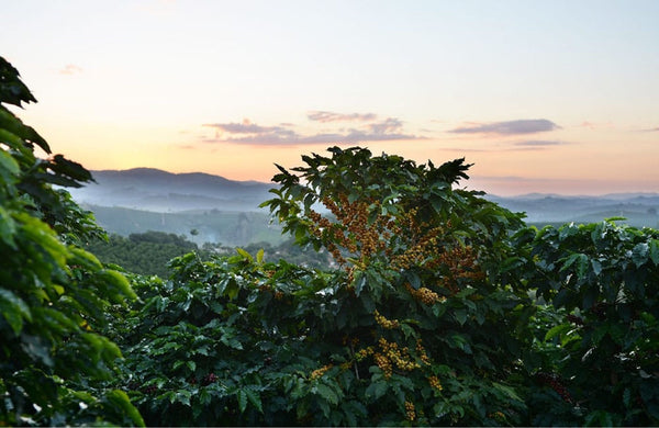 El Salvador Santa Ana: Washed Coffee from Volcano Country